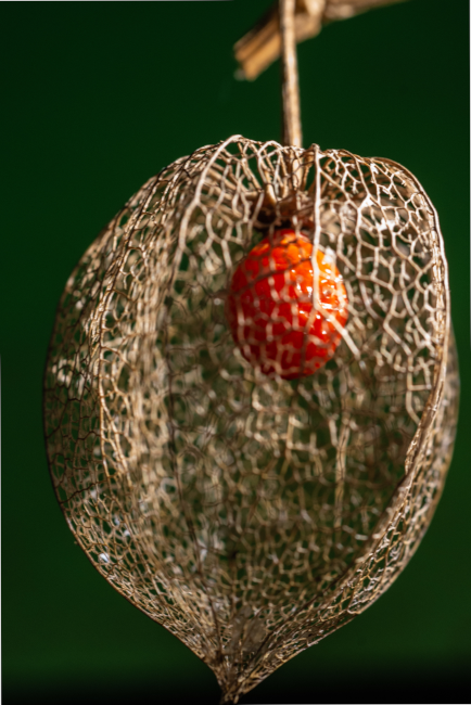 physalis