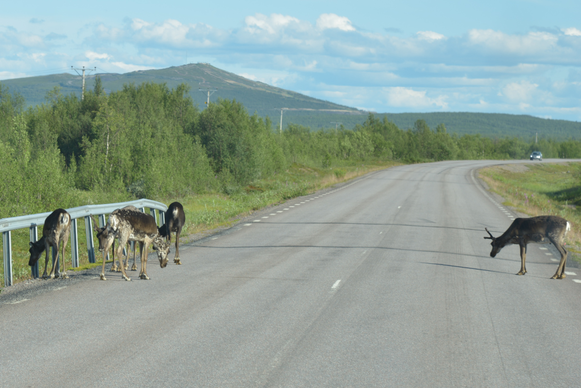 caribou