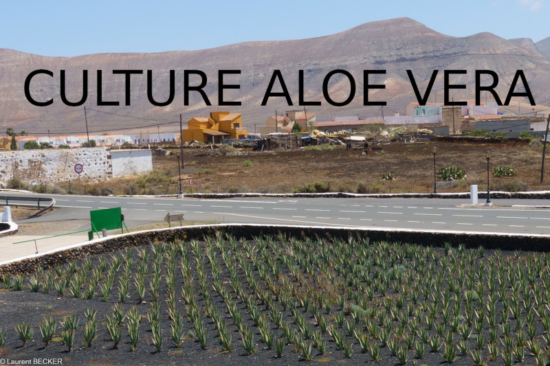aloe vera