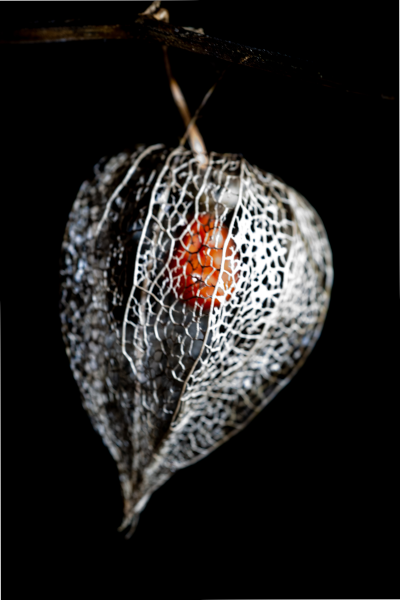 physalis